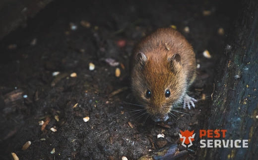 Дератизация в Ахтубинске